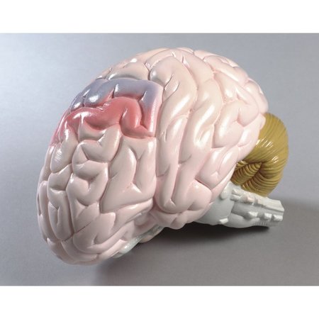 DENOYER-GEPPERT Anatomical Model, Life-Size Two-Part Brain Model 0155-00